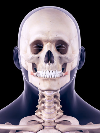 medically accurate illustration of the risoriusの写真素材