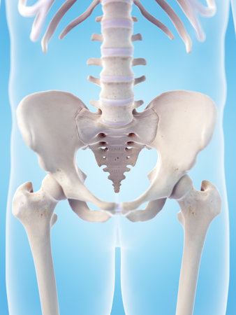 medically accurate 3d illustration of the skeletal sacrumの写真素材