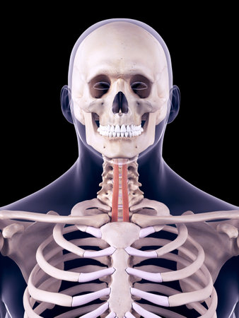 medically accurate illustration of the sternohyoidの写真素材