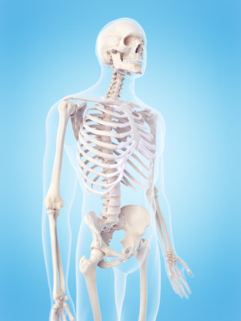 medically accurate 3d illustration of the skeletal torso