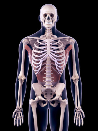 medically accurate illustration of the latissimus dorsiの写真素材