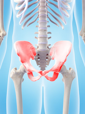 medically accurate 3d illustration of the skeletal hipの写真素材