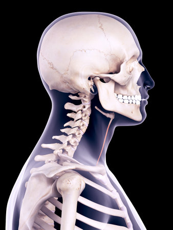 medically accurate illustration of the sternohyoidの写真素材