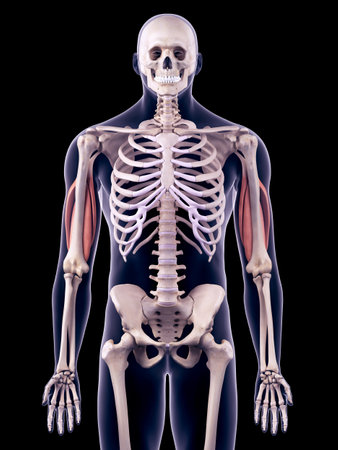 medically accurate illustration of the tricepsの写真素材