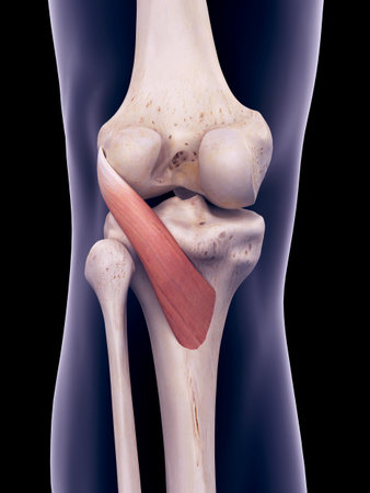 medically accurate illustration of the popliteus