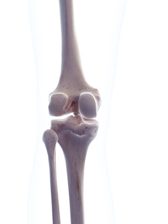 medically accurate 3d illustration of the human knee