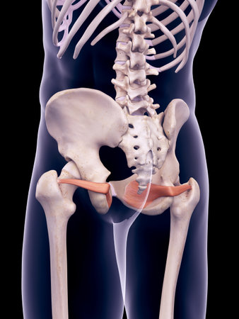medically accurate illustration of the obturator internusの写真素材