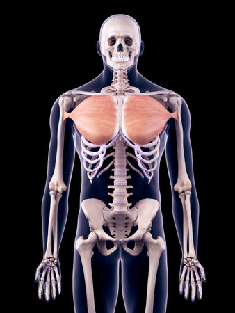 medically accurate illustration of the pectoralis majorの写真素材