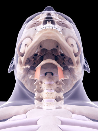 medically accurate illustration of the thyrohyoidの写真素材