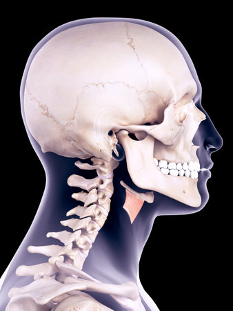 medically accurate illustration of the thyrohyoidの写真素材