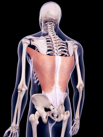 medically accurate illustration of the latissimus dorsi