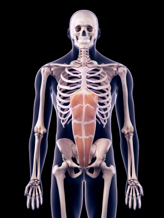 medically accurate illustration of the rectus abdominisの写真素材