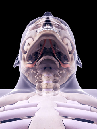 medically accurate illustration of the digastricの写真素材