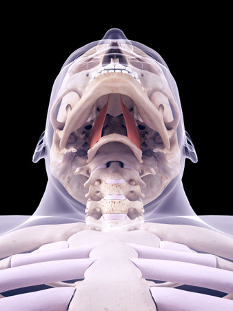 medically accurate illustration of the hypoglossusの写真素材