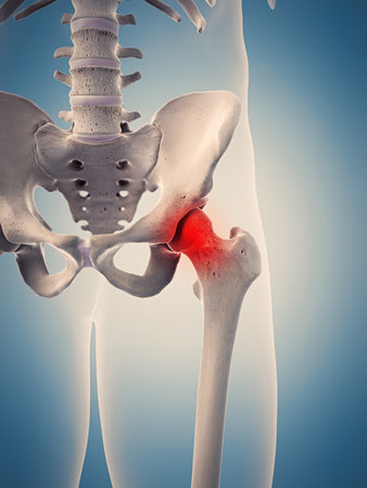 medically accurate 3d illustration of the highlighted human hip jointの写真素材