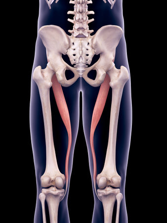 medically accurate illustration of the satorius