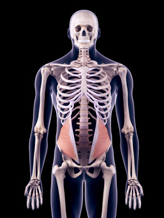 medically accurate illustration of the internal obliqueの写真素材