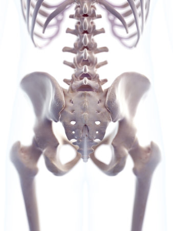 medically accurate 3d illustration of the skeletal hipの写真素材