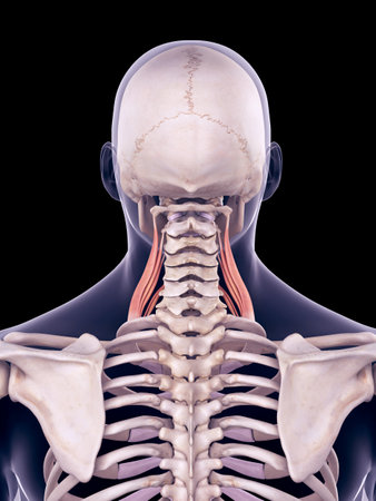 medically accurate illustration of the middle scaleneの写真素材