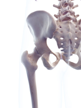 medically accurate 3d illustration of the human hipの写真素材