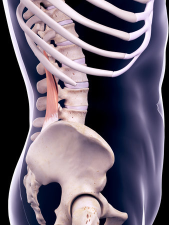 medically accurate illustration of the quadratus lumborum