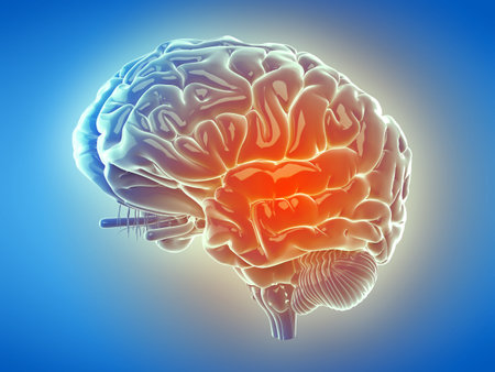 3d rendered, medically accurate illustration of the human brain