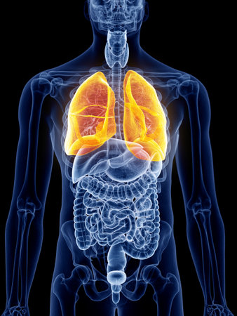 3d rendered, medically accurate illustration of the lungの写真素材