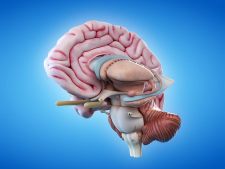 3d rendered, medically accurate illustration of the internal brain anatomy