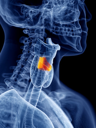 3d rendered, medically accurate illustration of the cricoid cartilageの写真素材