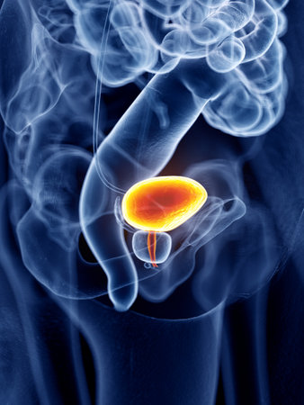 3d rendered, medically accurate illustration of the bladderの写真素材