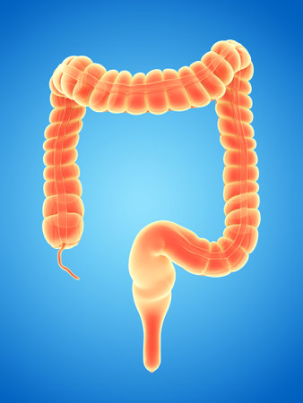 3d rendered illustration of the large intestine