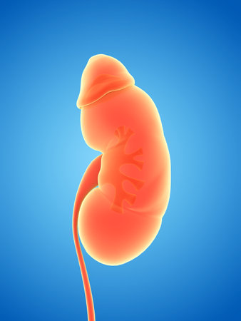 3d rendered illustration of the human kidneyの写真素材