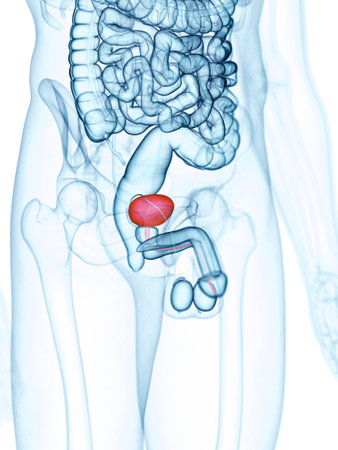 medically accurate illustration of the bladder