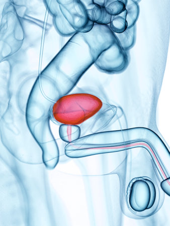 medically accurate illustration of the bladder