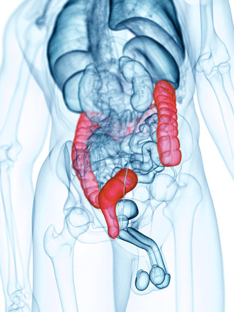 medically accurate illustration of the colon