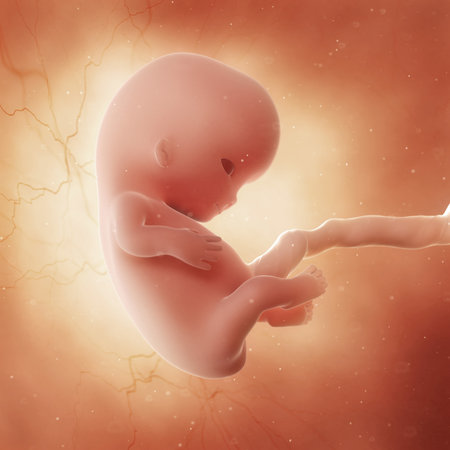3d rendered medically accurate illustration of a fetus in week 9の写真素材