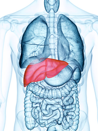 medically accurate illustration of the liver