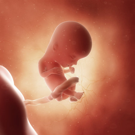 3d rendered medically accurate illustration of a fetus in week 13の写真素材