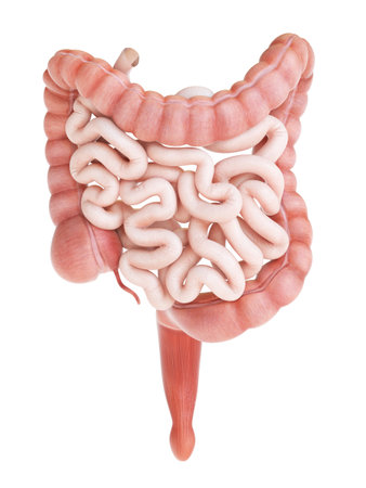 medically accurate 3d rendering of a human small and large intestine