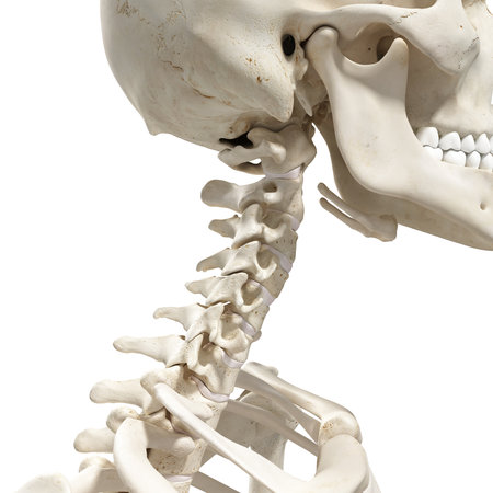 medically accurate 3d rendering of the cervical spine and skullの写真素材