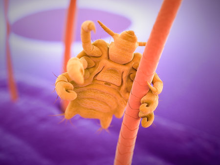 medically accurate 3d rendering of a pubic louseの写真素材