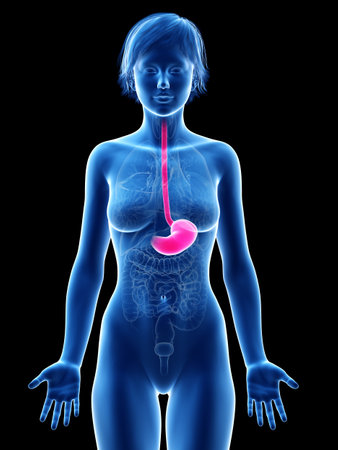 medically accurate 3d rendering of a female´s stomachの写真素材