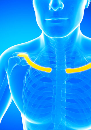 3d rendered medically accurate illustration of the clavicleの写真素材
