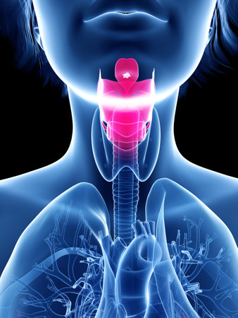 3d rendered medically accurate illustration of a womans larynx