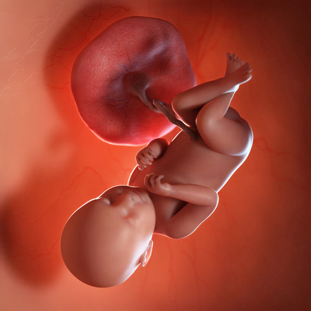 3d rendered medically accurate illustration of a fetus week 39の写真素材