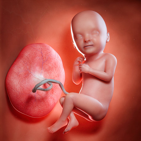 3d rendered medically accurate illustration of a fetus week 33の写真素材