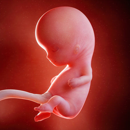 3d rendered medically accurate illustration of a fetus week 10の写真素材