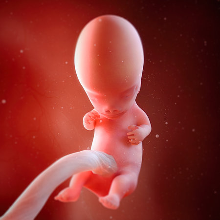 3d rendered medically accurate illustration of a fetus week 9の写真素材