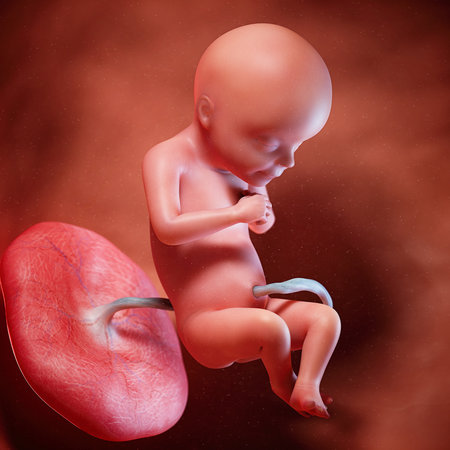 3d rendered medically accurate illustration of a fetus week 28の写真素材
