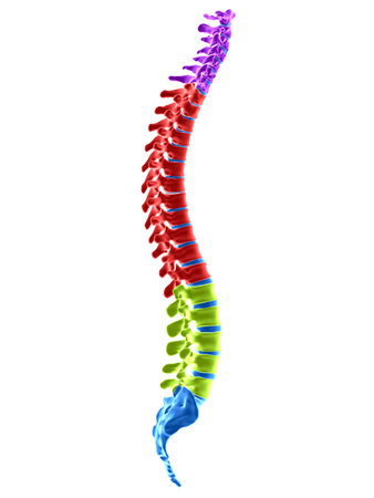 3d rendered medically accurate illustration of the spine sectionsの写真素材